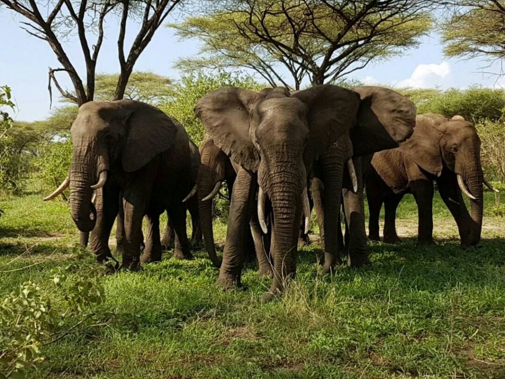 Tarangire National Park