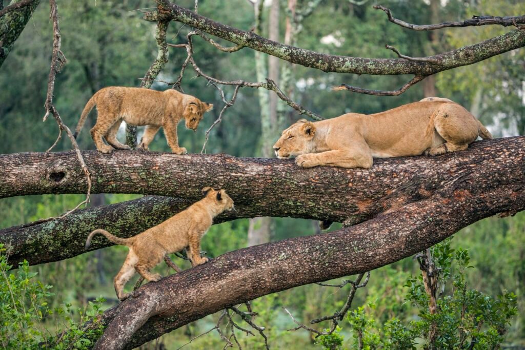 Lake-Manyara-National-Park